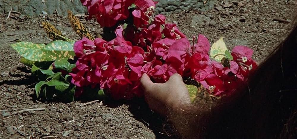 青い珊瑚礁の画像