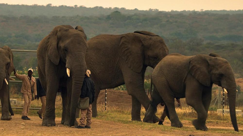ホリデイ・イン・ザ・ワイルドの画像
