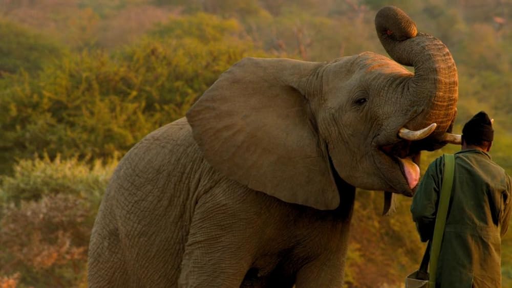 ホリデイ・イン・ザ・ワイルドの画像