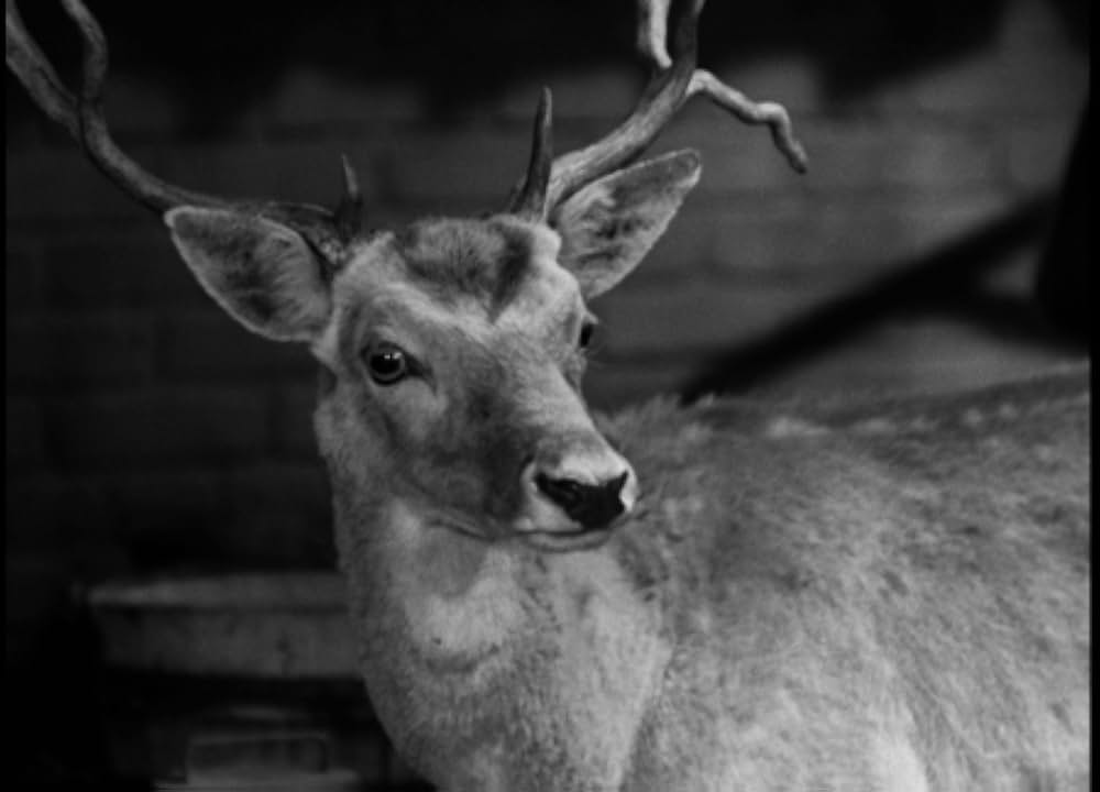 今晩は愛して頂戴ナの画像