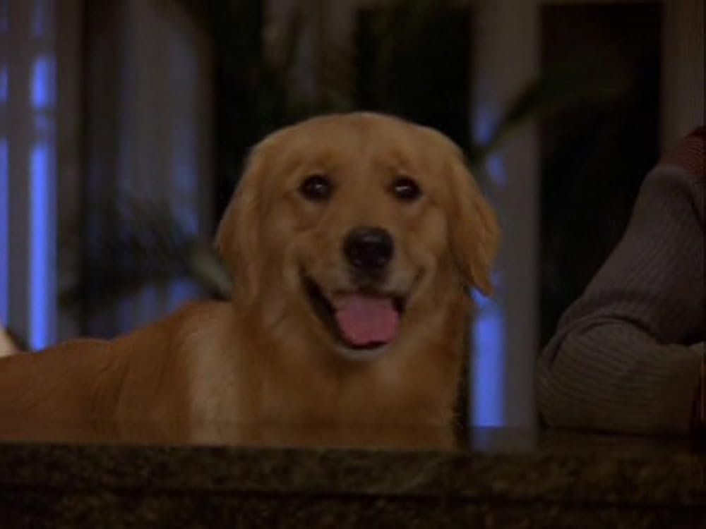 2002 ワンワンカップの画像