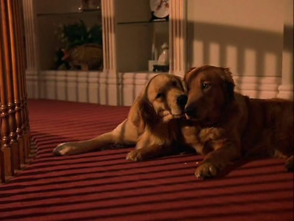 2002 ワンワンカップの画像