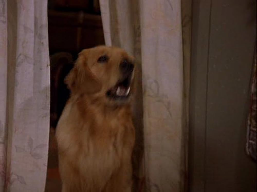 2002 ワンワンカップの画像