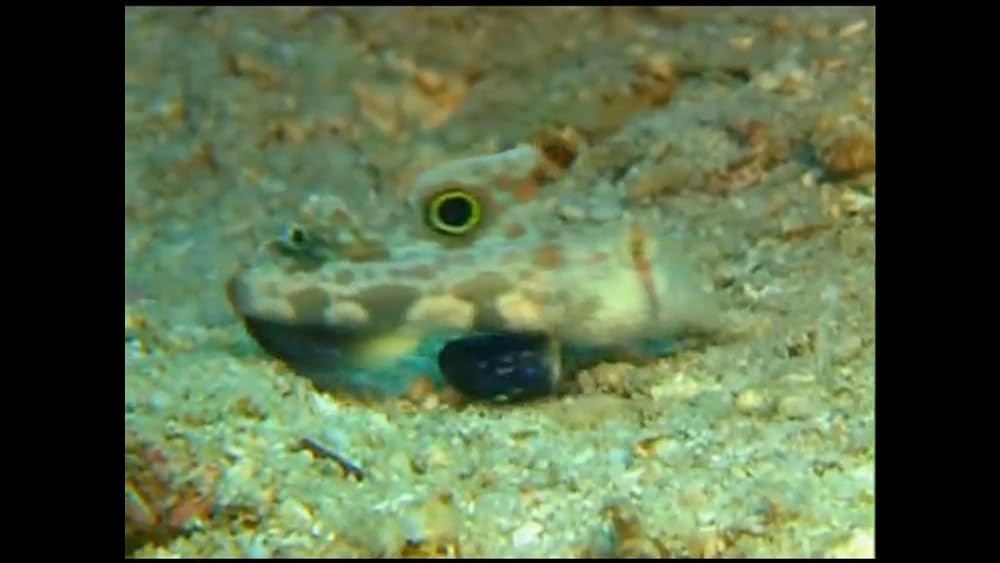 ワンダー・アンダー・ウォーター 原色の海の画像