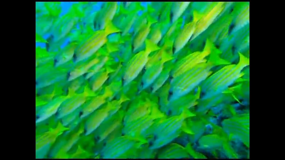 ワンダー・アンダー・ウォーター 原色の海の画像