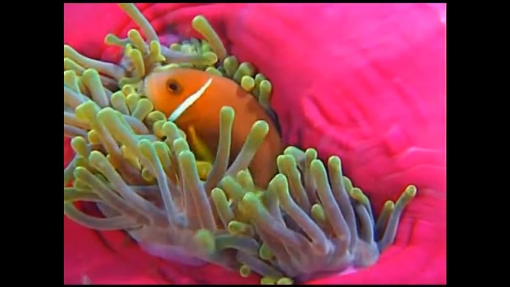 ワンダー・アンダー・ウォーター 原色の海の画像