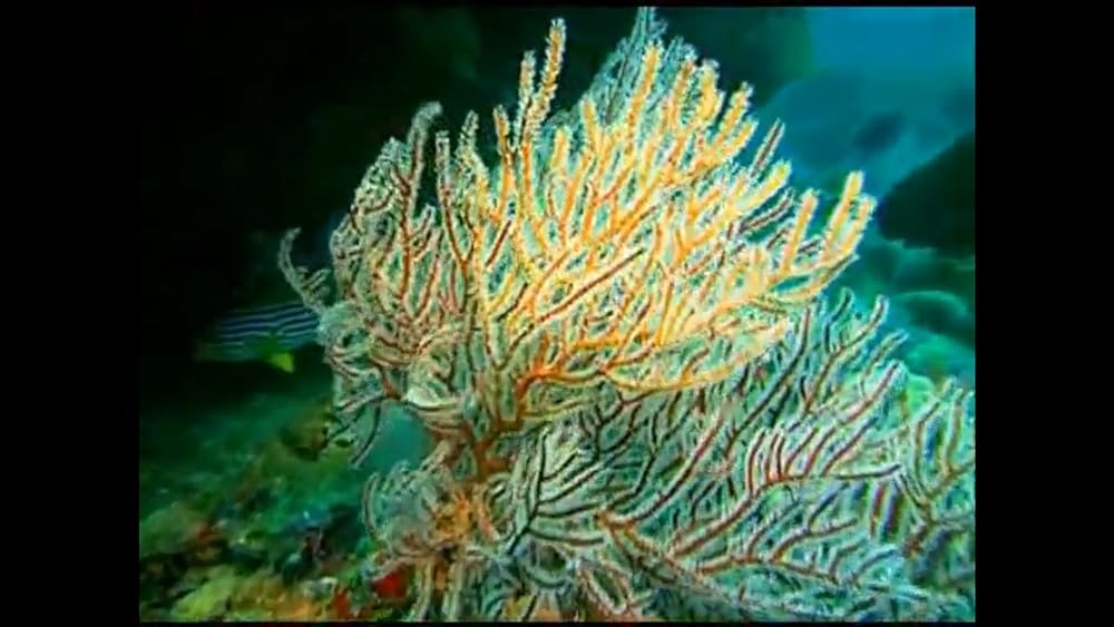 ワンダー・アンダー・ウォーター 原色の海の画像