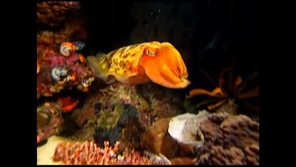 ワンダー・アンダー・ウォーター 原色の海の画像