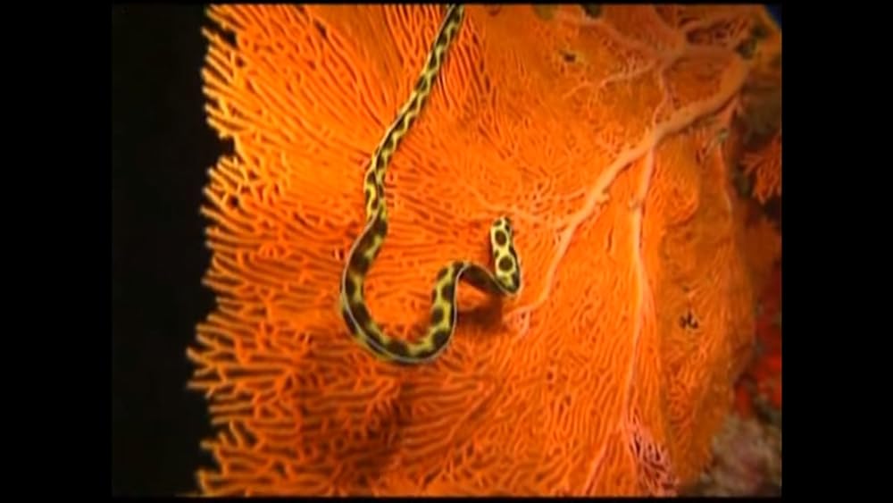 ワンダー・アンダー・ウォーター 原色の海の画像