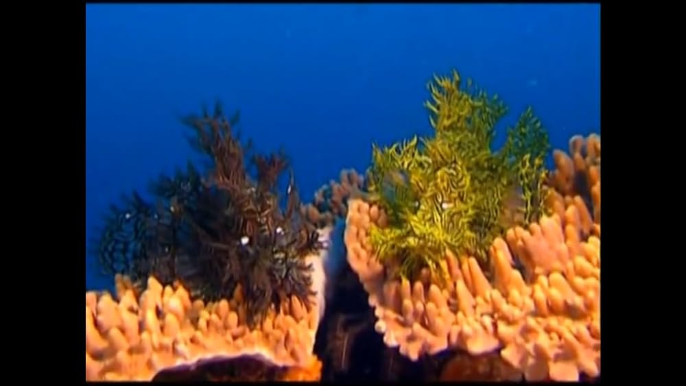 ワンダー・アンダー・ウォーター 原色の海の画像