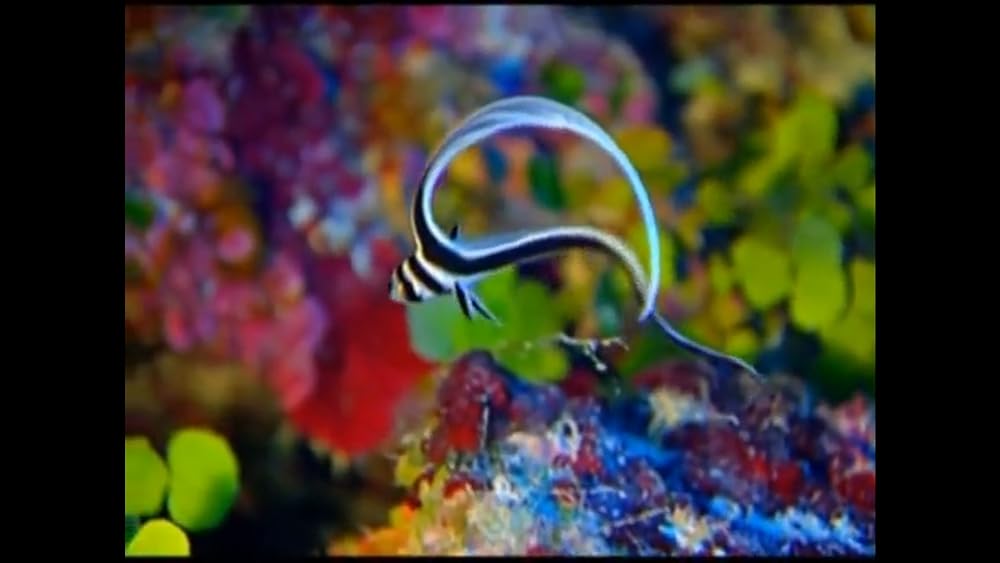 ワンダー・アンダー・ウォーター 原色の海の画像