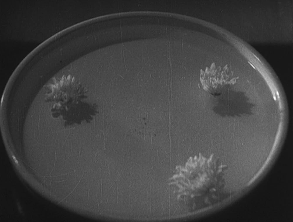 わが青春に悔なしの画像