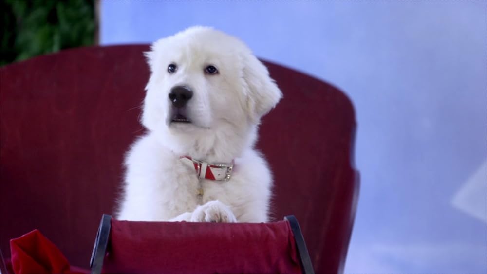 サンタ・バディーズ 小さな5匹の大冒険の画像