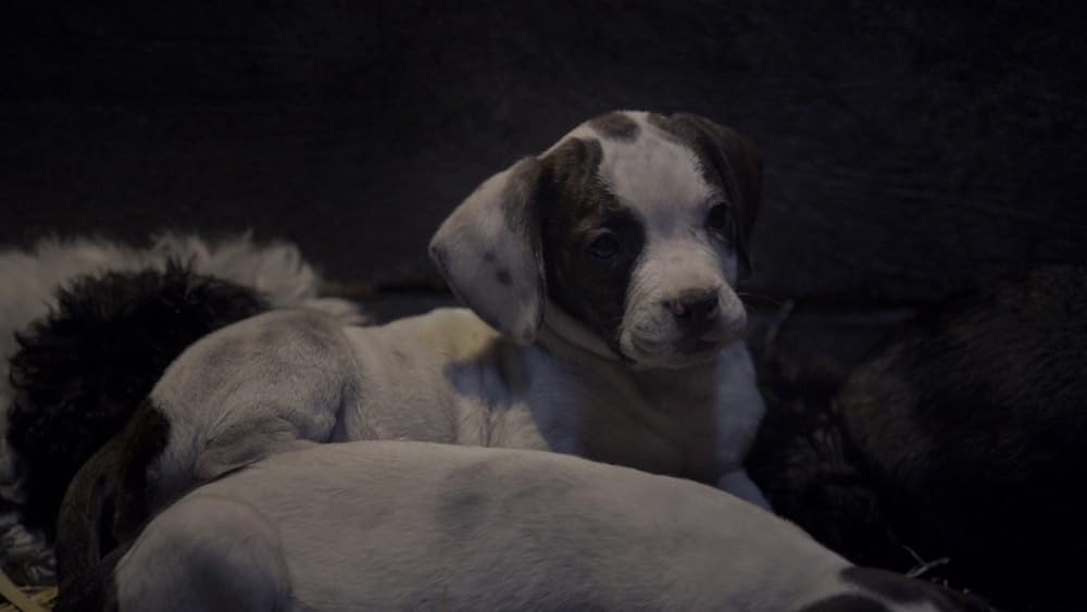 サンタ・バディーズ 小さな5匹の大冒険の画像