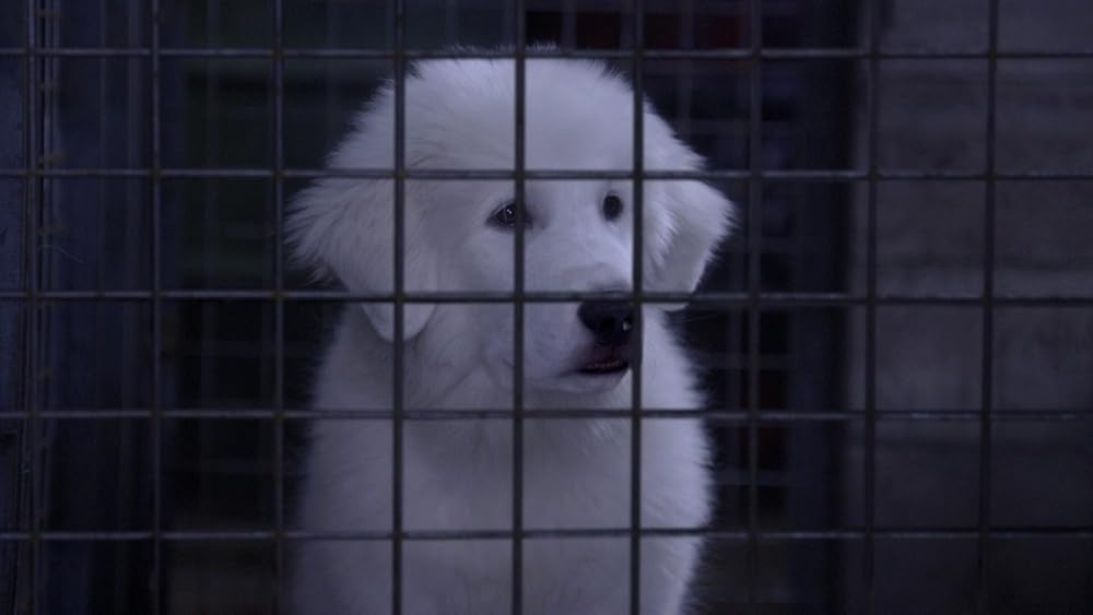 サンタ・バディーズ 小さな5匹の大冒険の画像