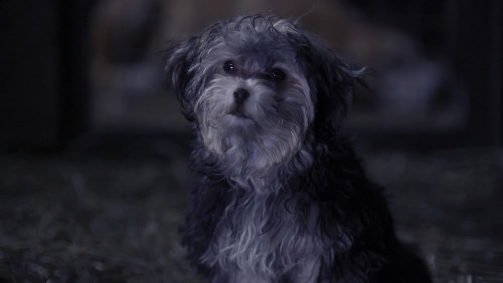 サンタ・バディーズ 小さな5匹の大冒険の画像