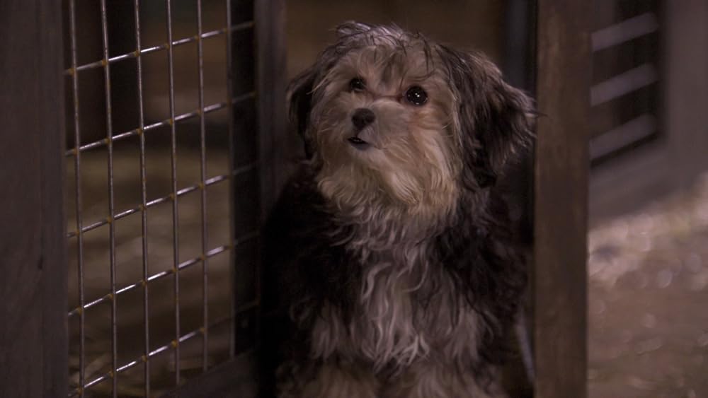 サンタ・バディーズ 小さな5匹の大冒険の画像