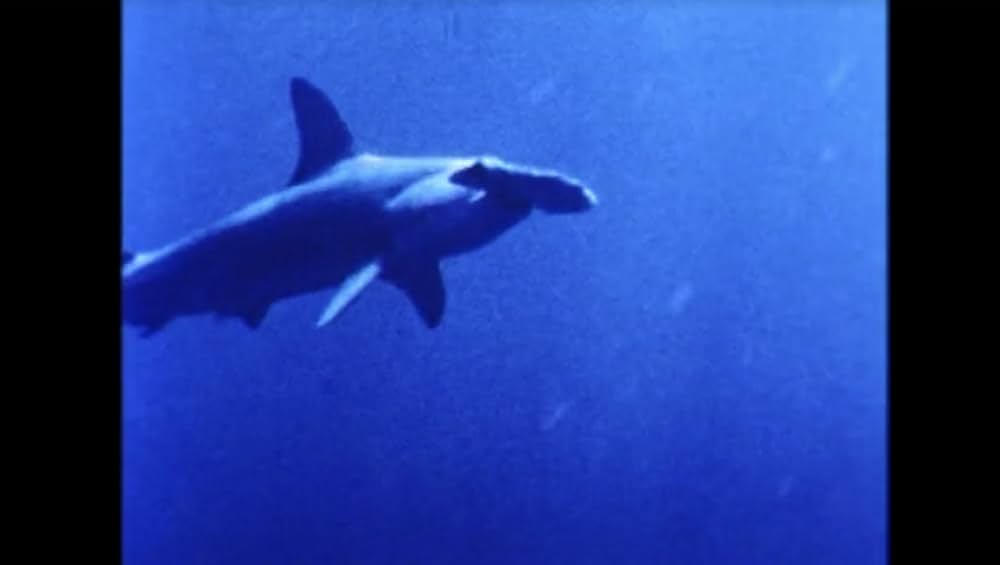 悪魔からの贈り物の画像