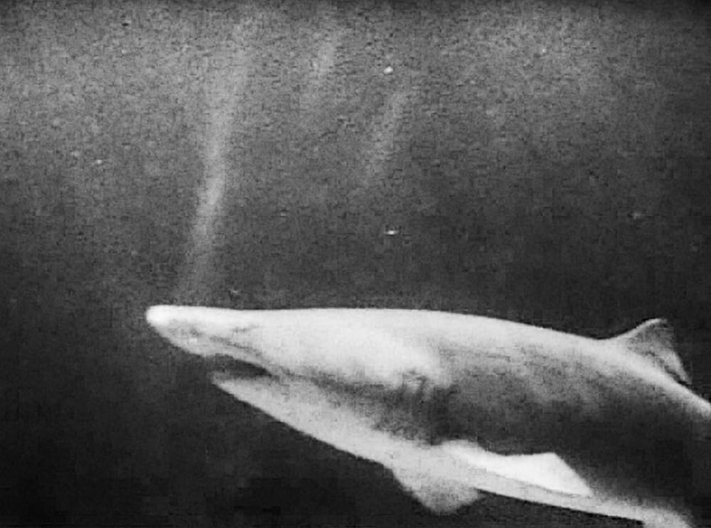 南海の白影の画像