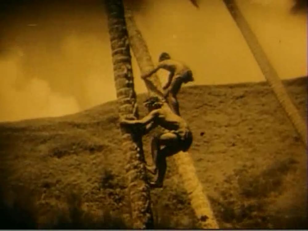 南海の白影の画像