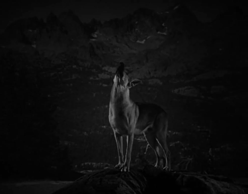 ミイラの墓場の画像