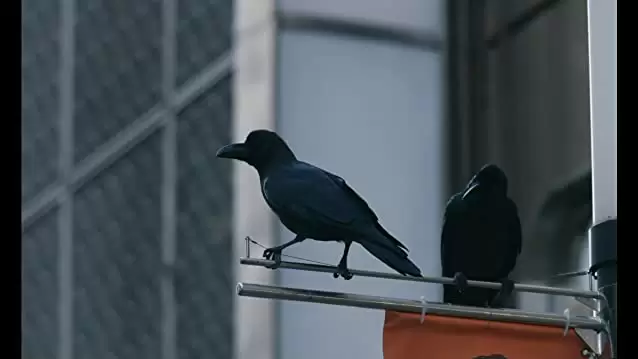 「あゝ、荒野 前篇」の画像