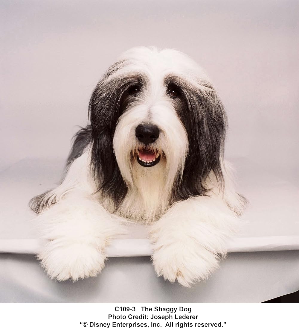 シャギー・ドッグの画像