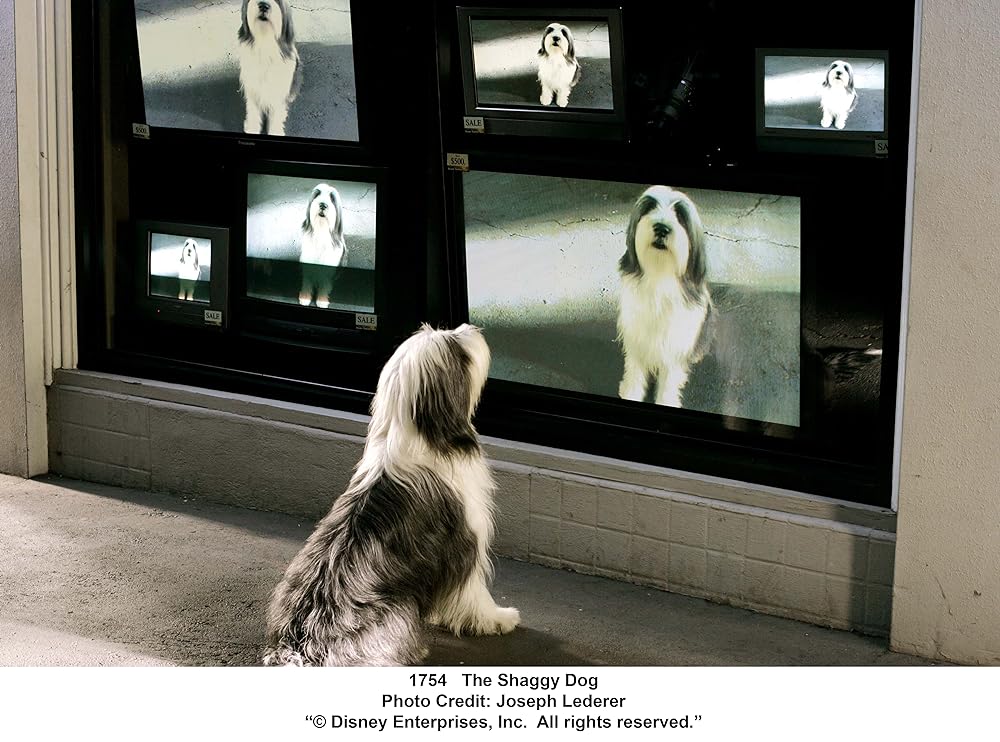 シャギー・ドッグの画像