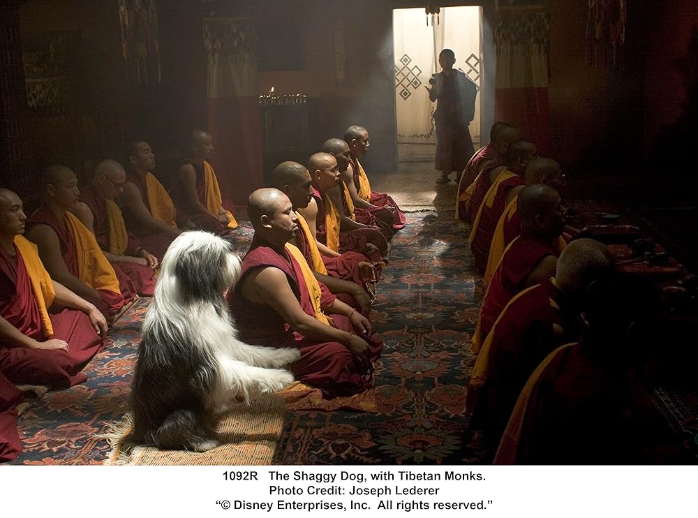 シャギー・ドッグの画像