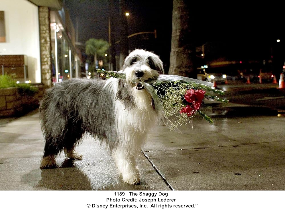 シャギー・ドッグの画像