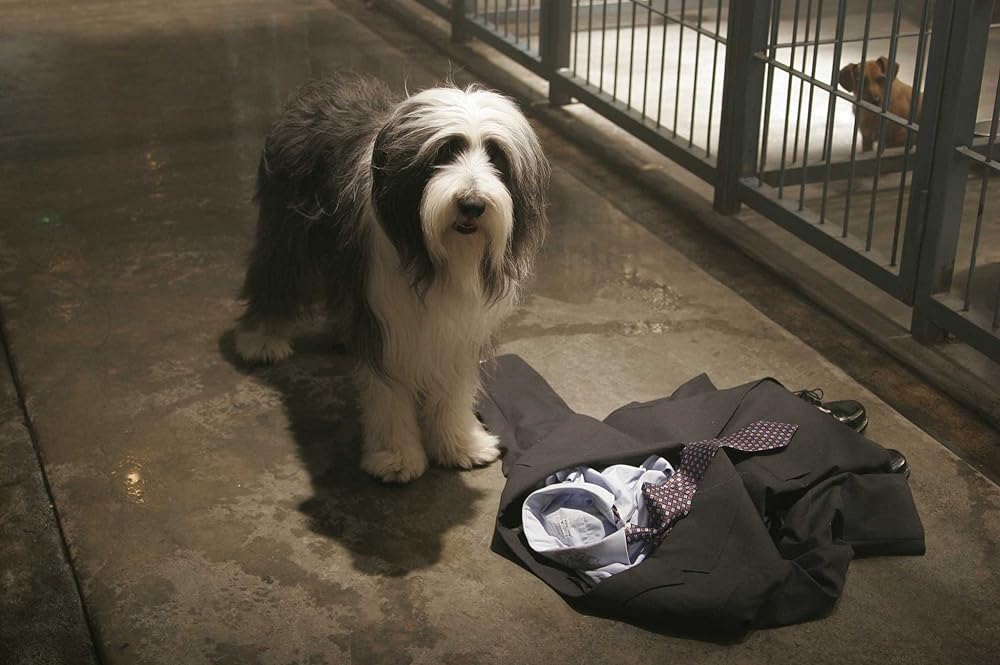 シャギー・ドッグの画像