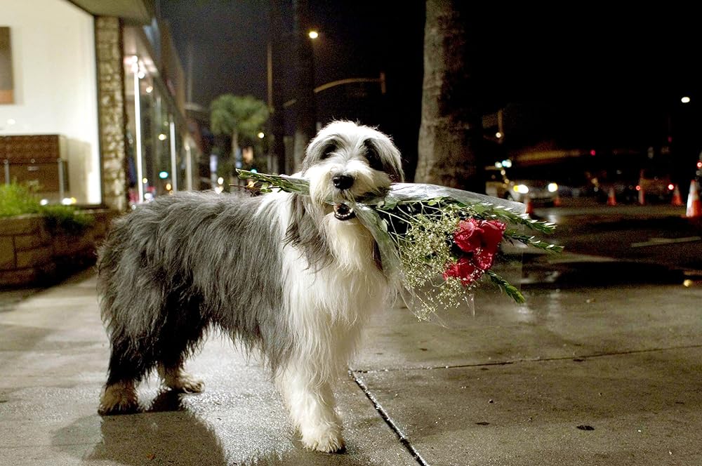 シャギー・ドッグの画像