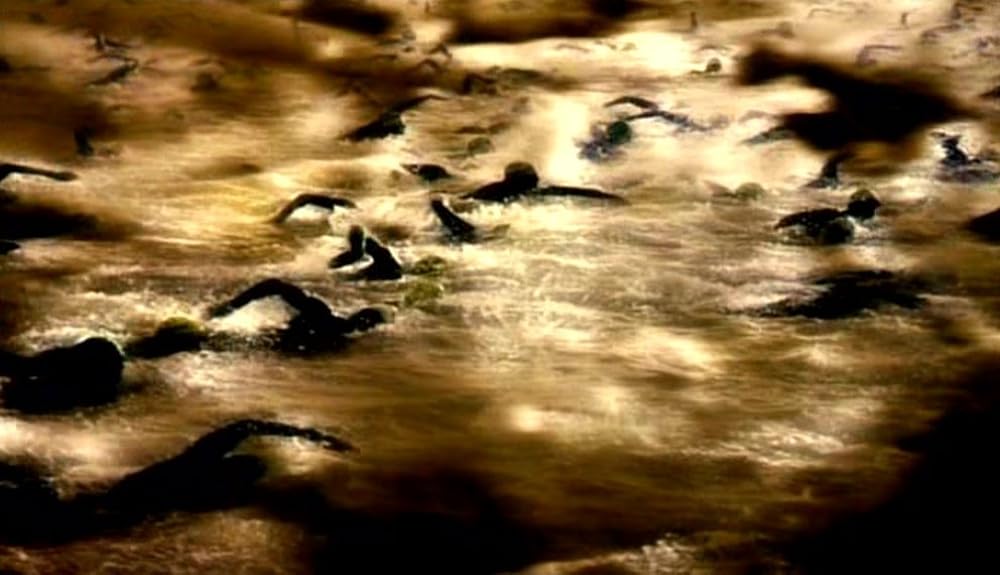 ナコイカッツィの画像