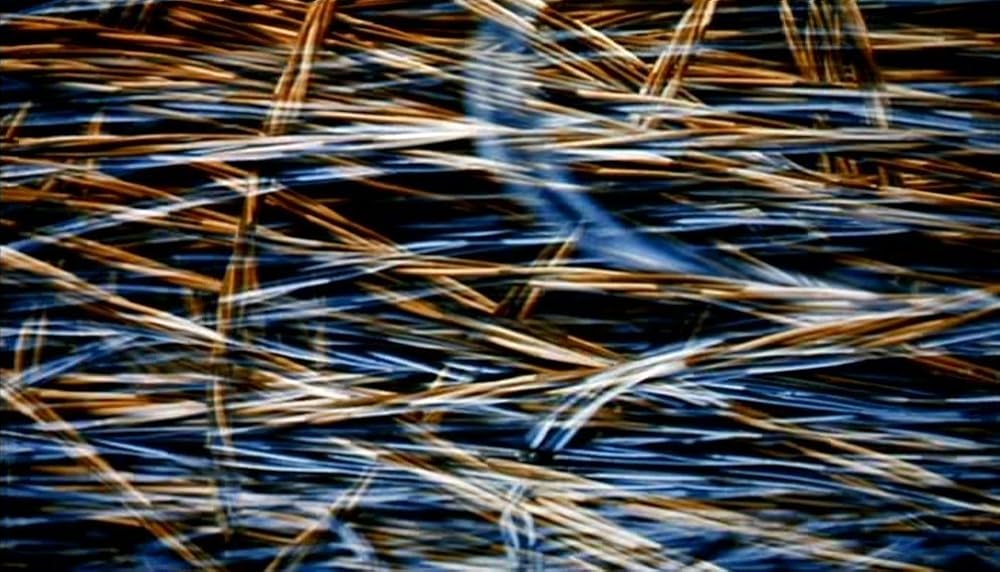 ナコイカッツィの画像