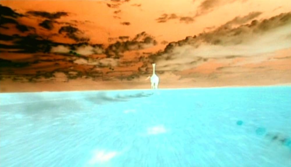 ナコイカッツィの画像