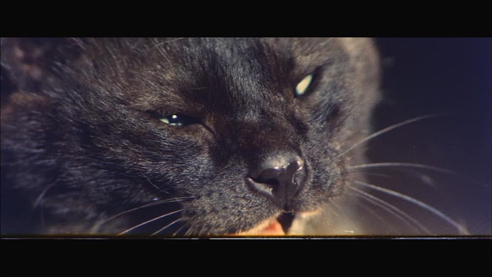 「怪談昇り竜」の画像