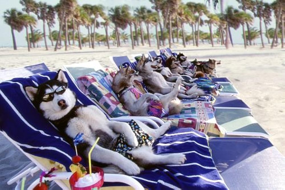 スノー・ドッグの画像