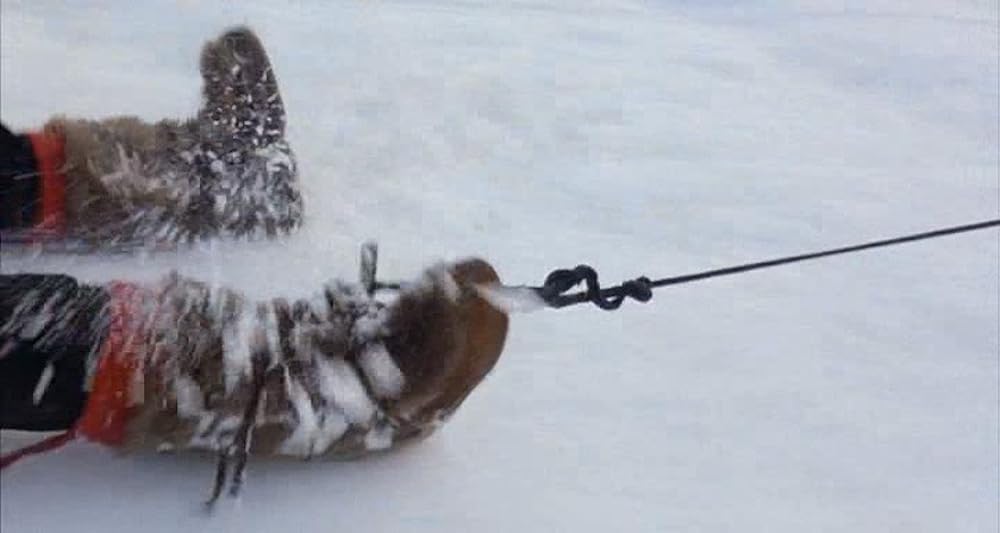 スノー・ドッグの画像