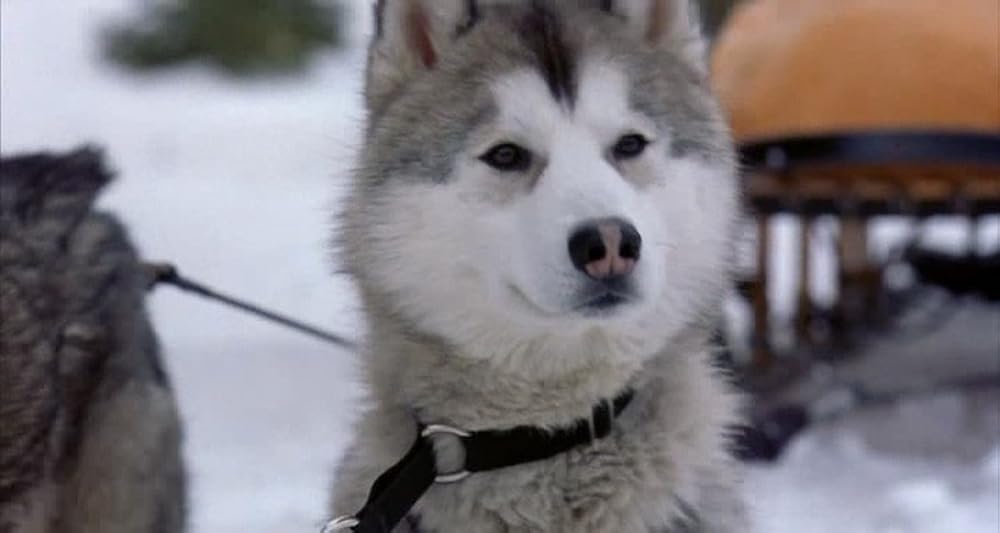 スノー・ドッグの画像