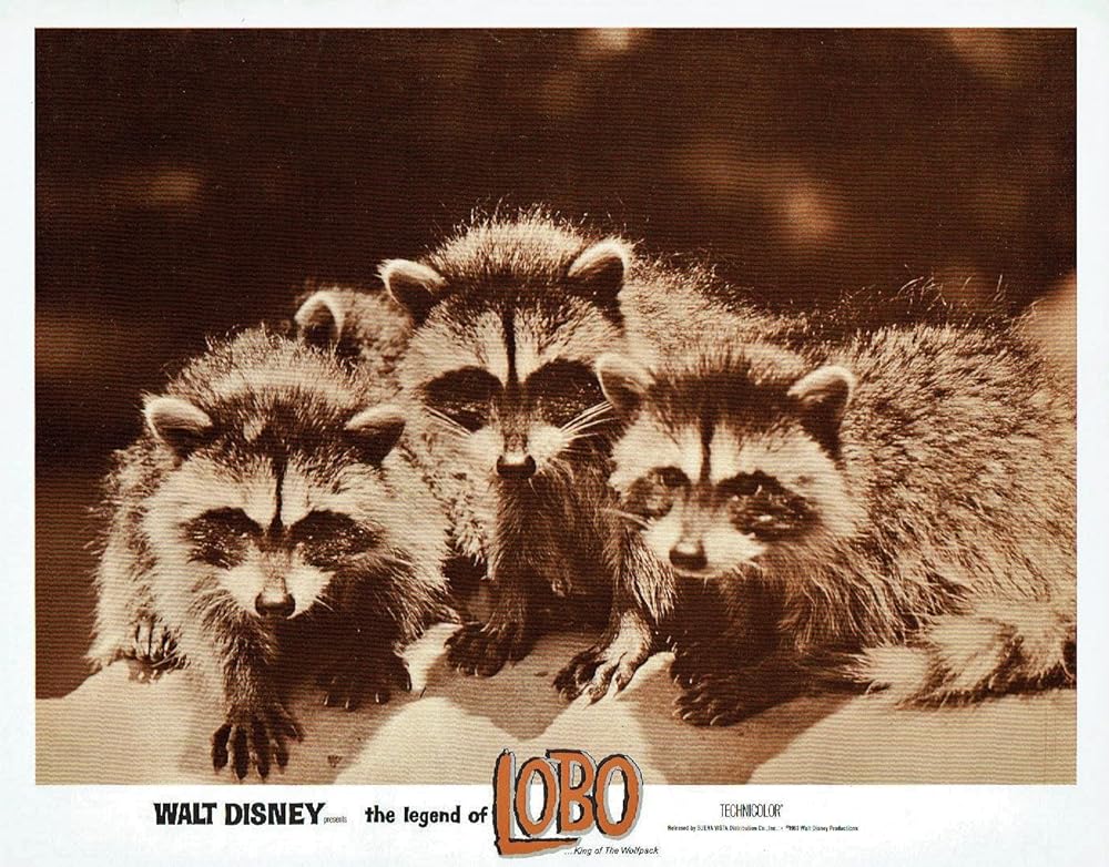 狼王ロボの画像