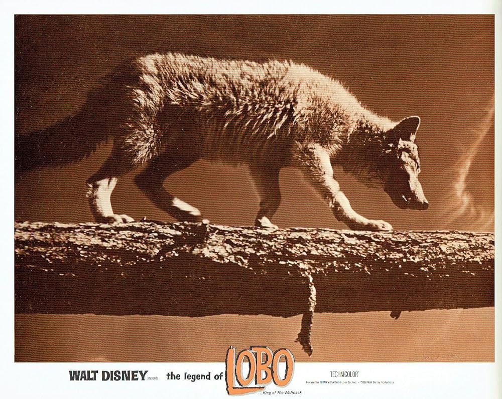 狼王ロボの画像