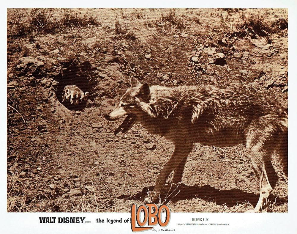 狼王ロボの画像