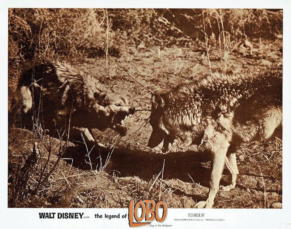 狼王ロボの画像