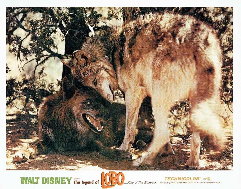 狼王ロボの画像