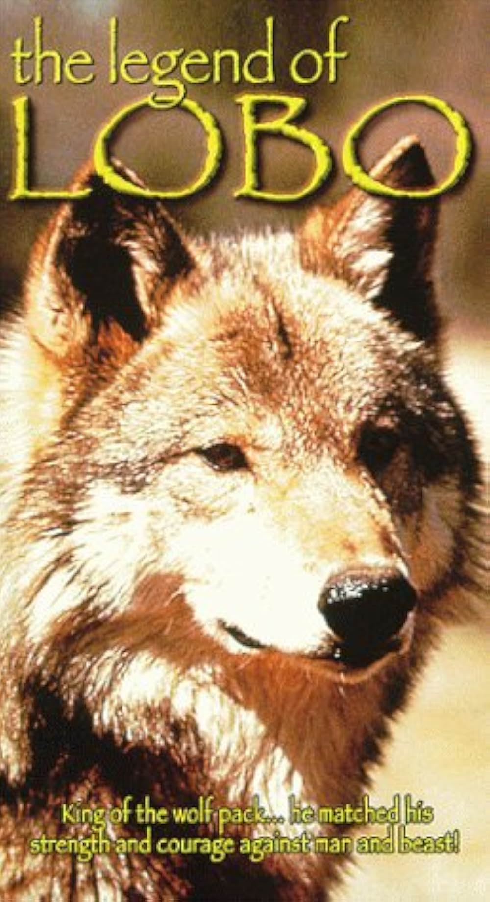 狼王ロボの画像