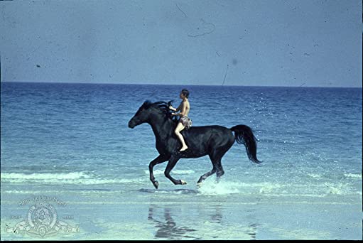 ワイルド・ブラック／少年の黒い馬の画像