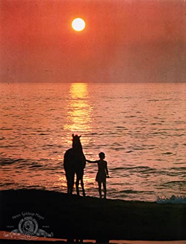 ワイルド・ブラック／少年の黒い馬の画像