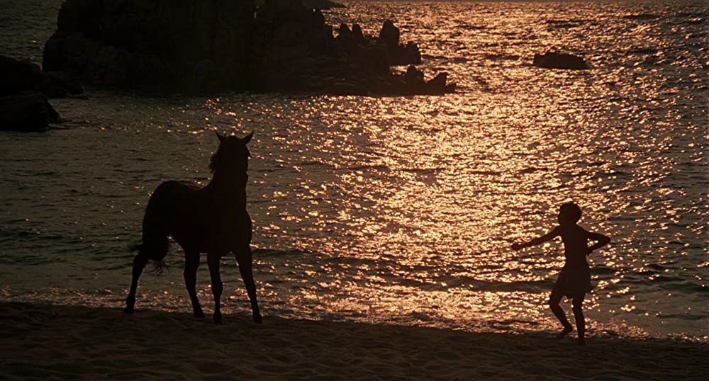 ワイルド・ブラック／少年の黒い馬の画像