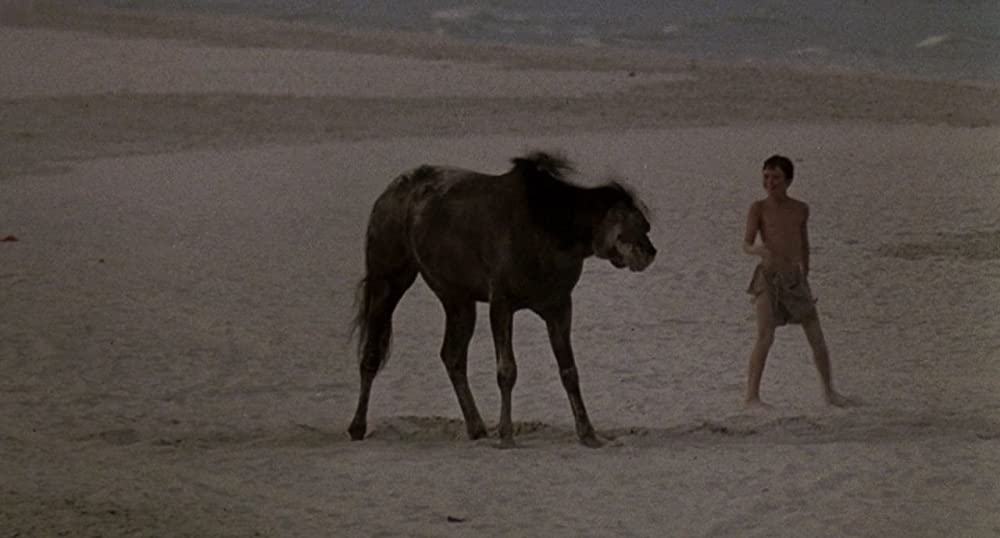 「ワイルド・ブラック／少年の黒い馬」Kelly Reno & Cass-Oléの画像