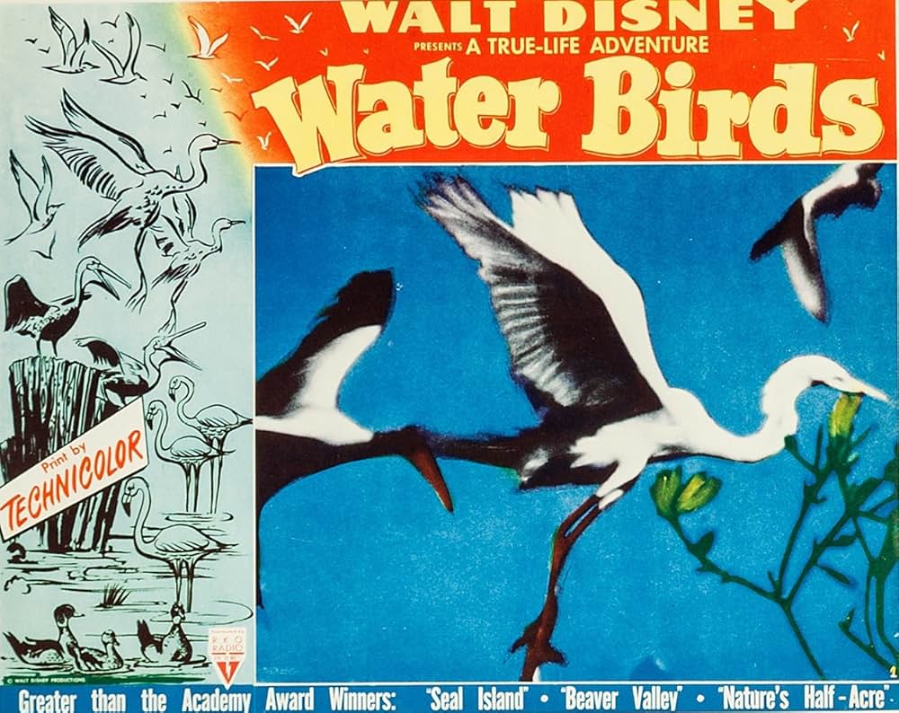 水鳥の生態の画像